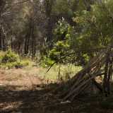 Continuiamo a camminare in una fitta vegetezione...